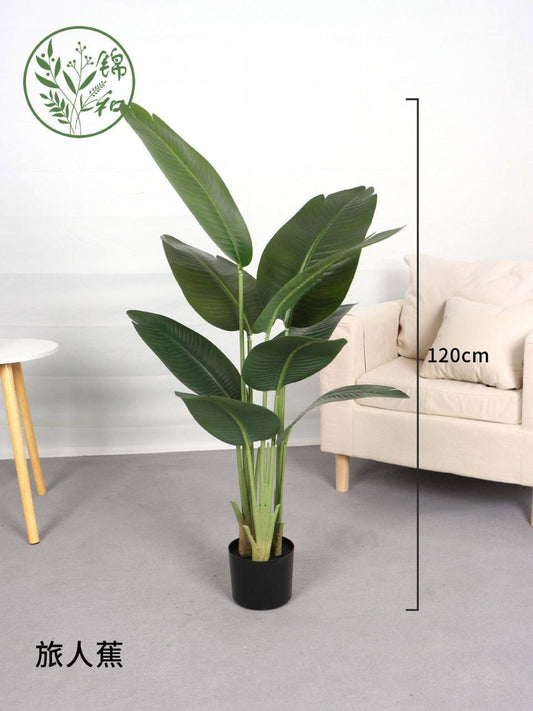 Paradise Plant